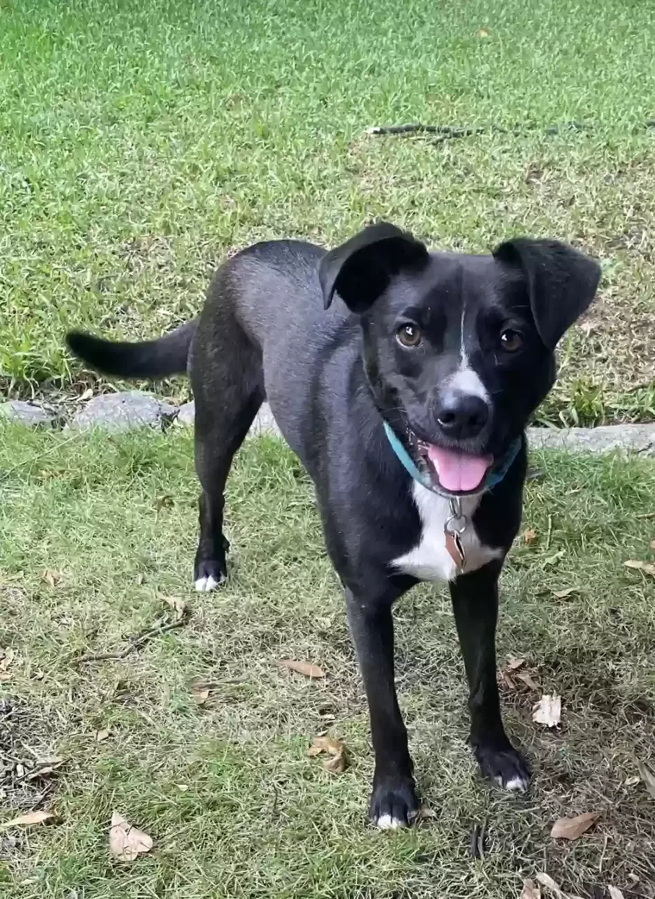 Bowie, Unknown Dog for adoption in Atlanta, GA, 30339