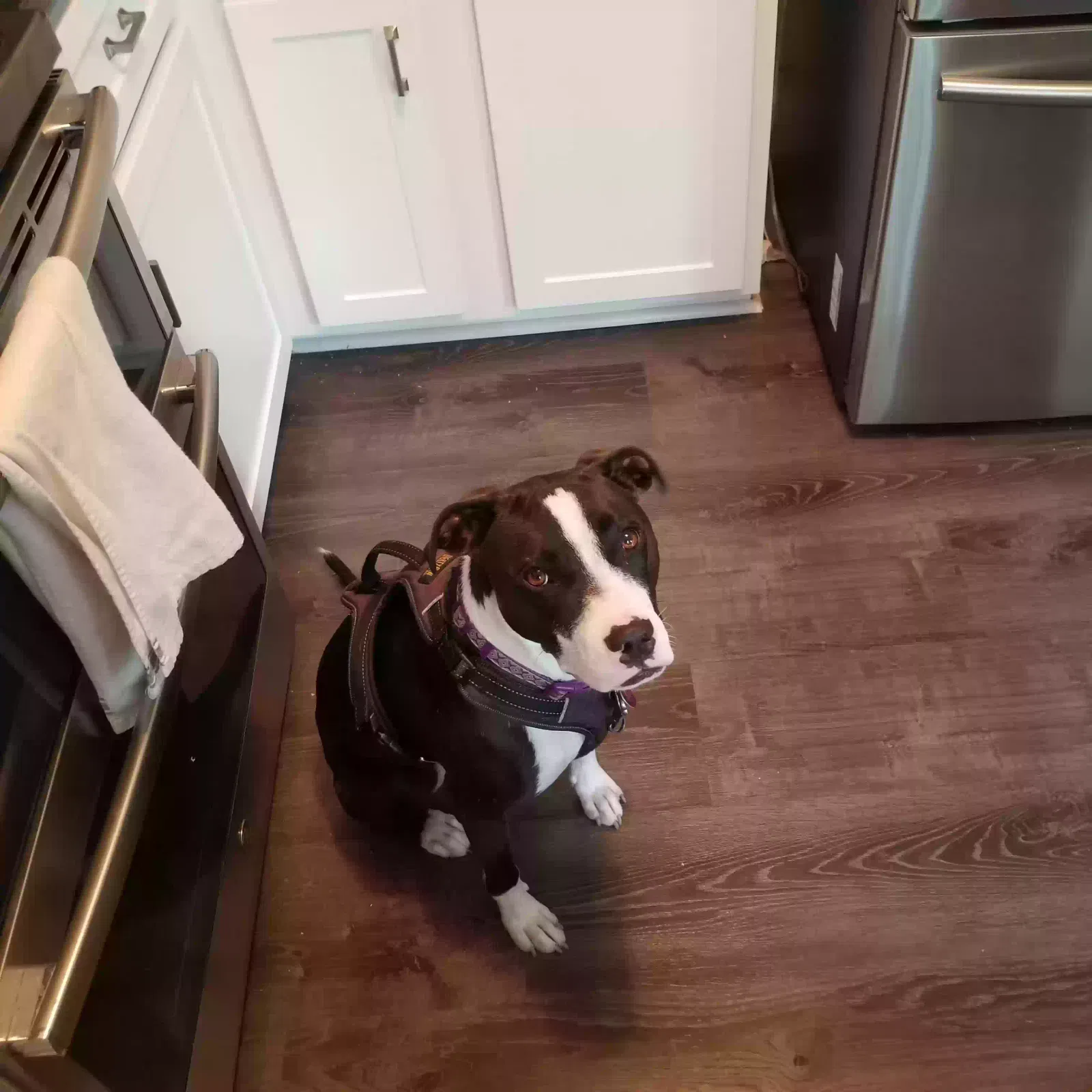Cleo, Pity mixed Dog for adoption in Festus, MO, 63028
