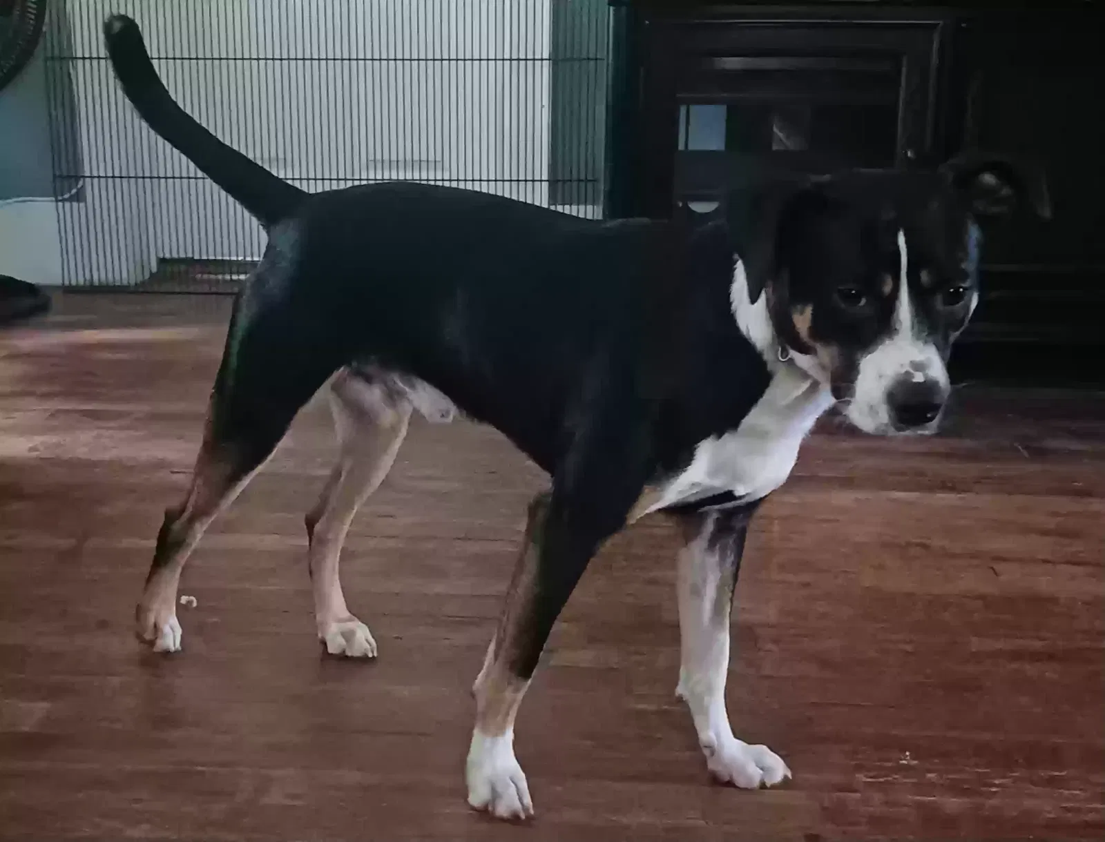 Dog, Unknown Dog for adoption in Cartersville, GA, 30120