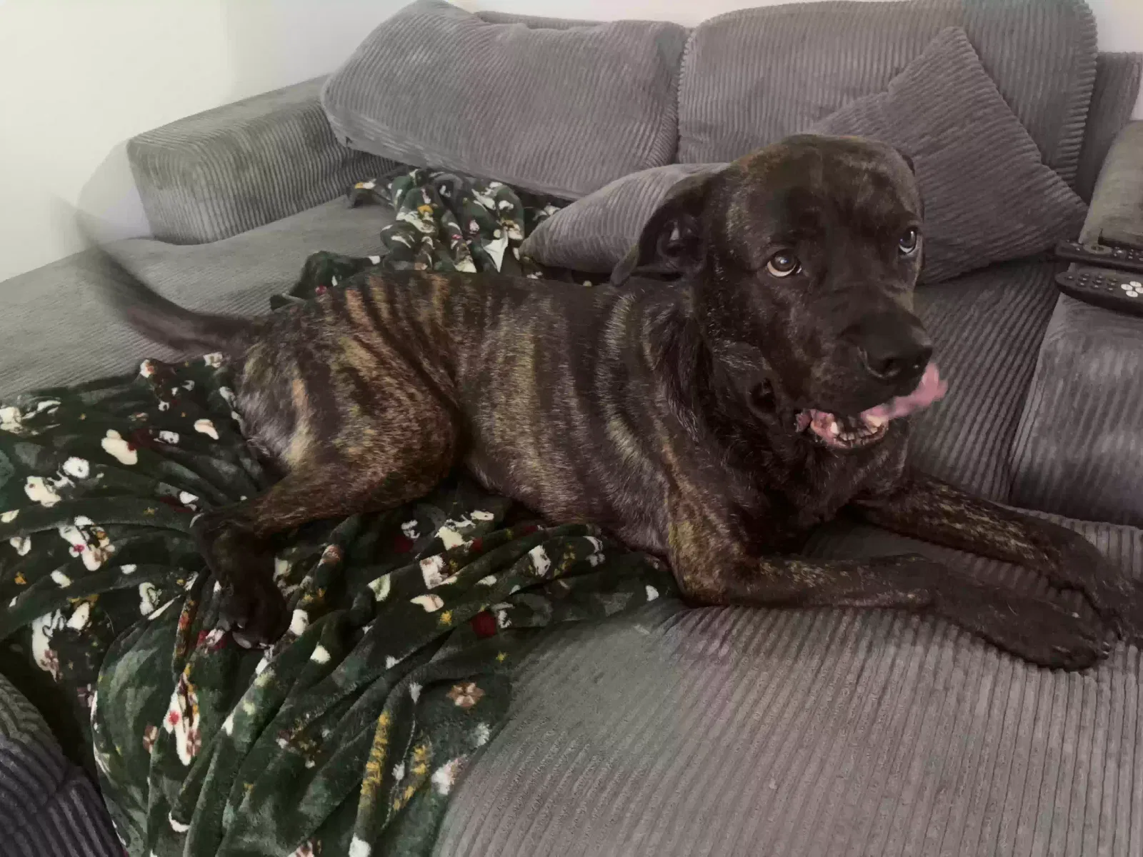 Chapo, Cane Corso Mix Dog for adoption in Norwalk, CA, 90650