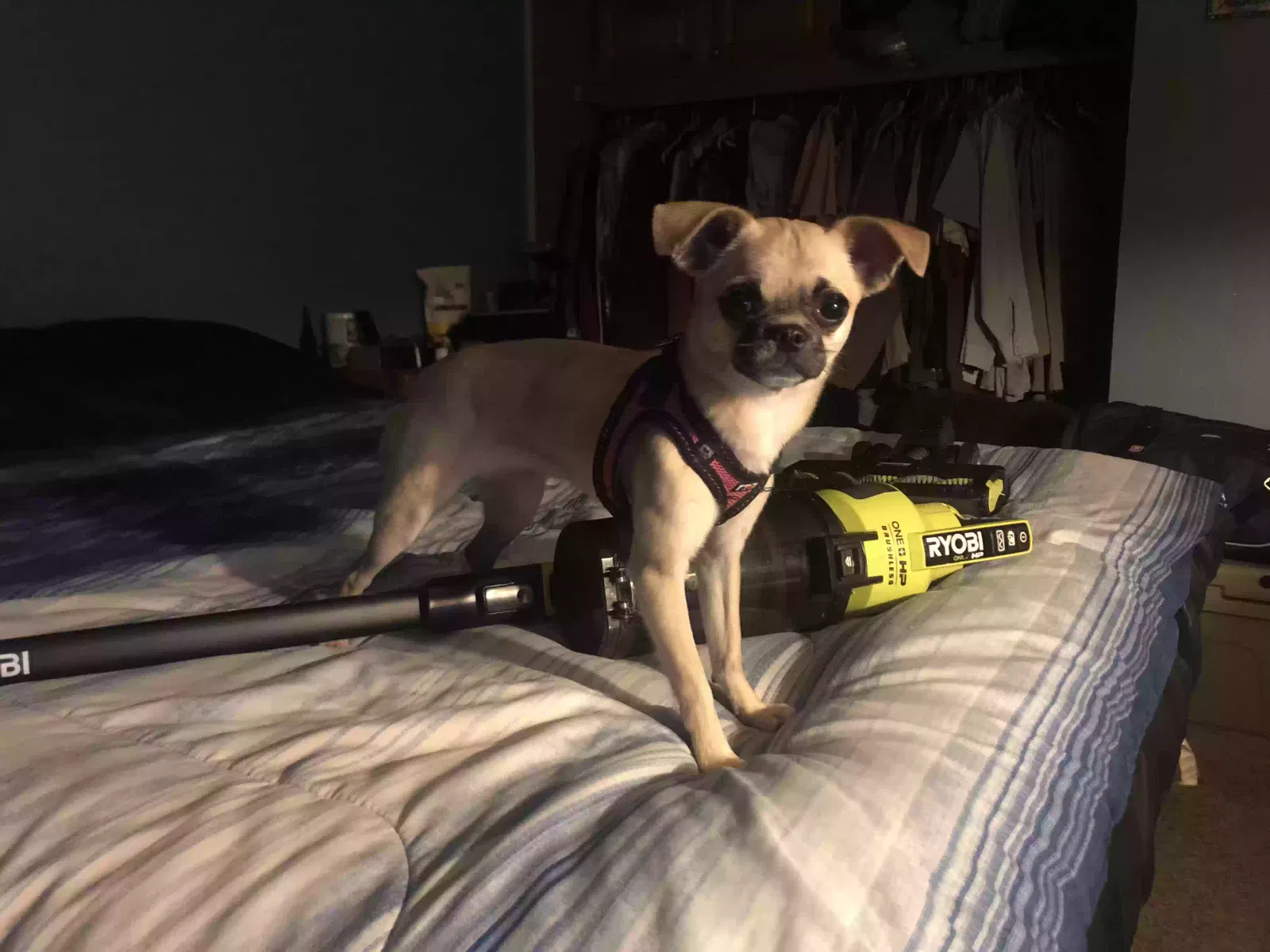 Munchkin, Chihuahua Dog for adoption in Mesa, AZ, 85204
