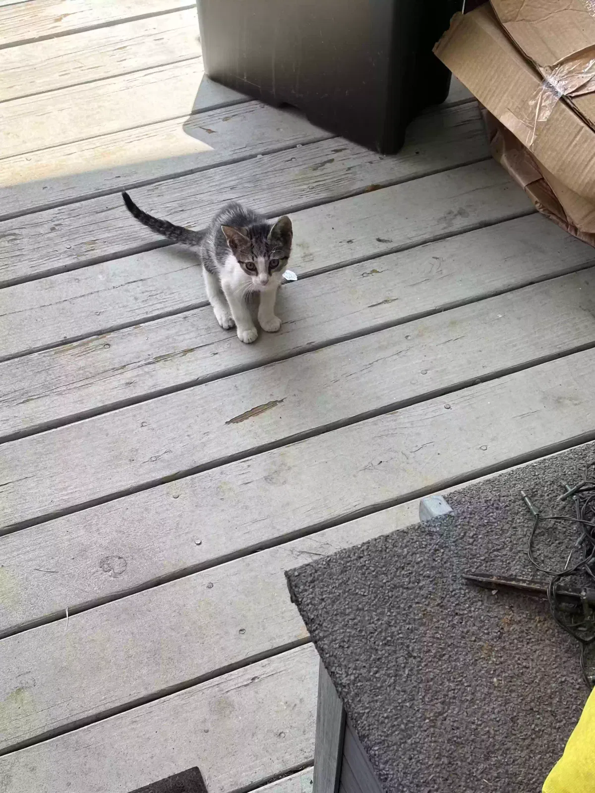 Lost Kitten - not sure if gender, Unknown Cat for adoption in Atlanta, GA, 30310