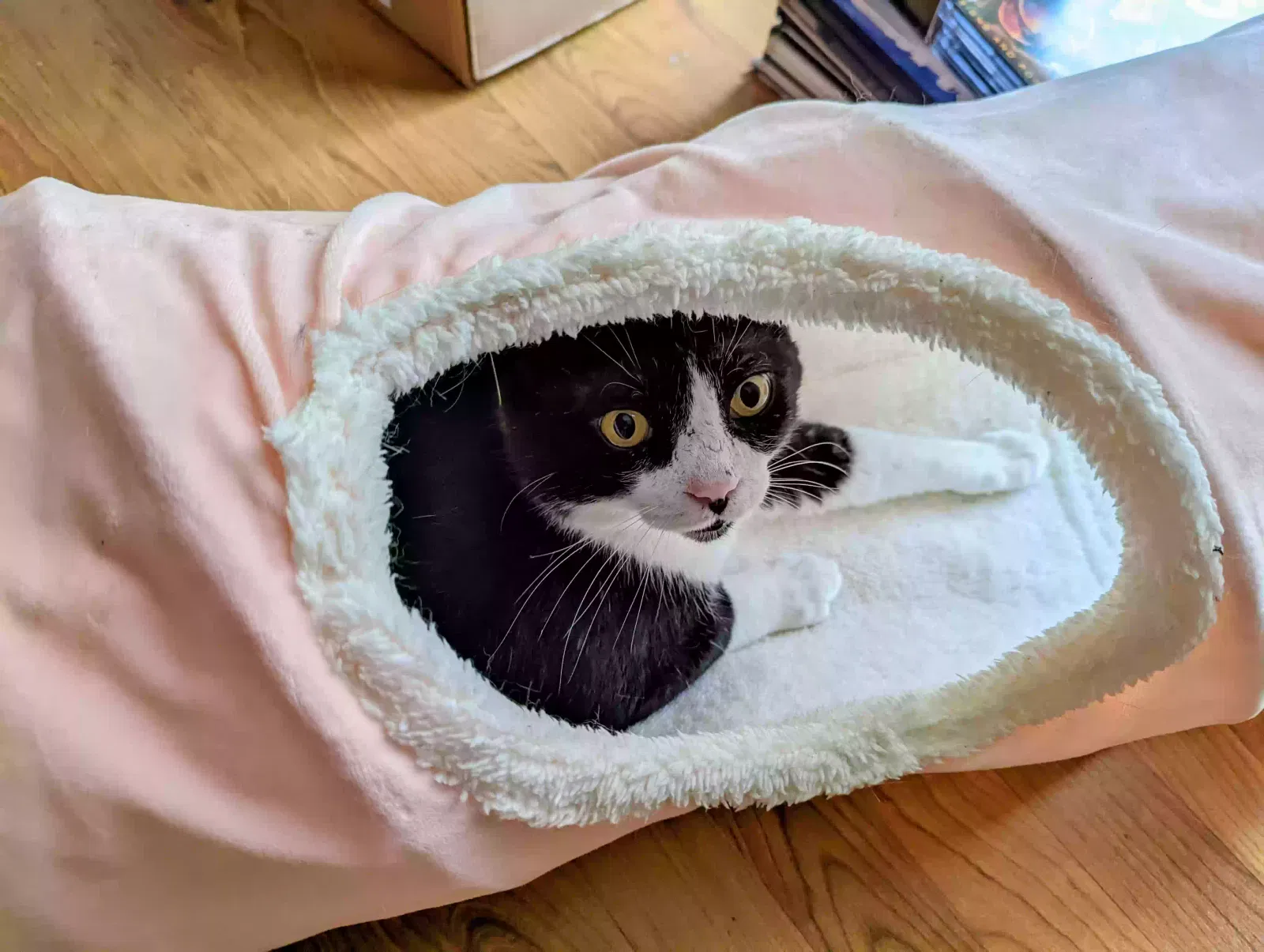 Humphrey, Tuxedo cat Cat for adoption in Augusta, GA, 30904