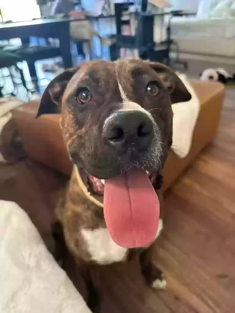 Brixton, Pit mix Dog for adoption in Escondido, CA, 92026