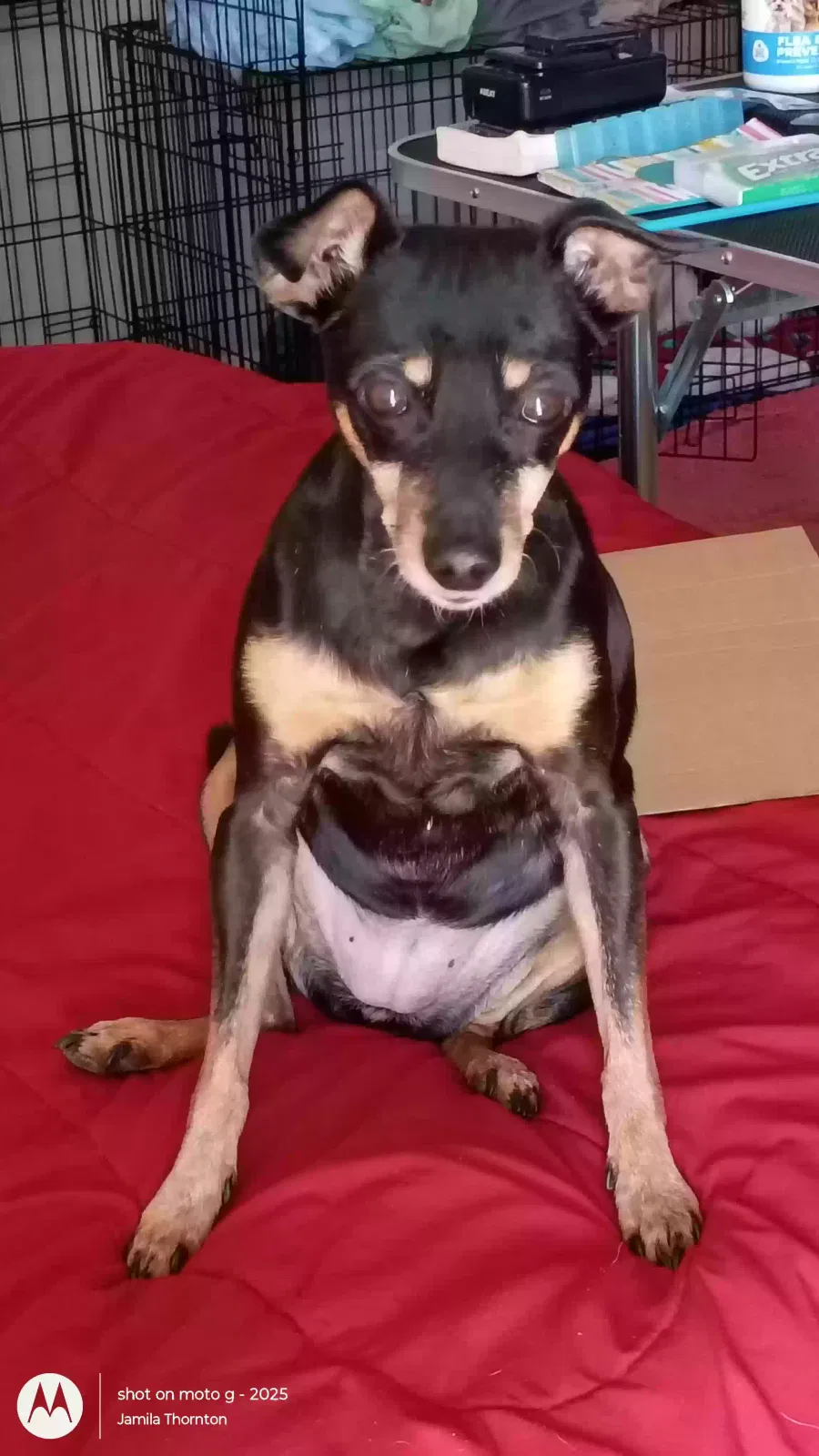 Bunny, Miniature Pin Dog for adoption in Dallas, TX, 75248