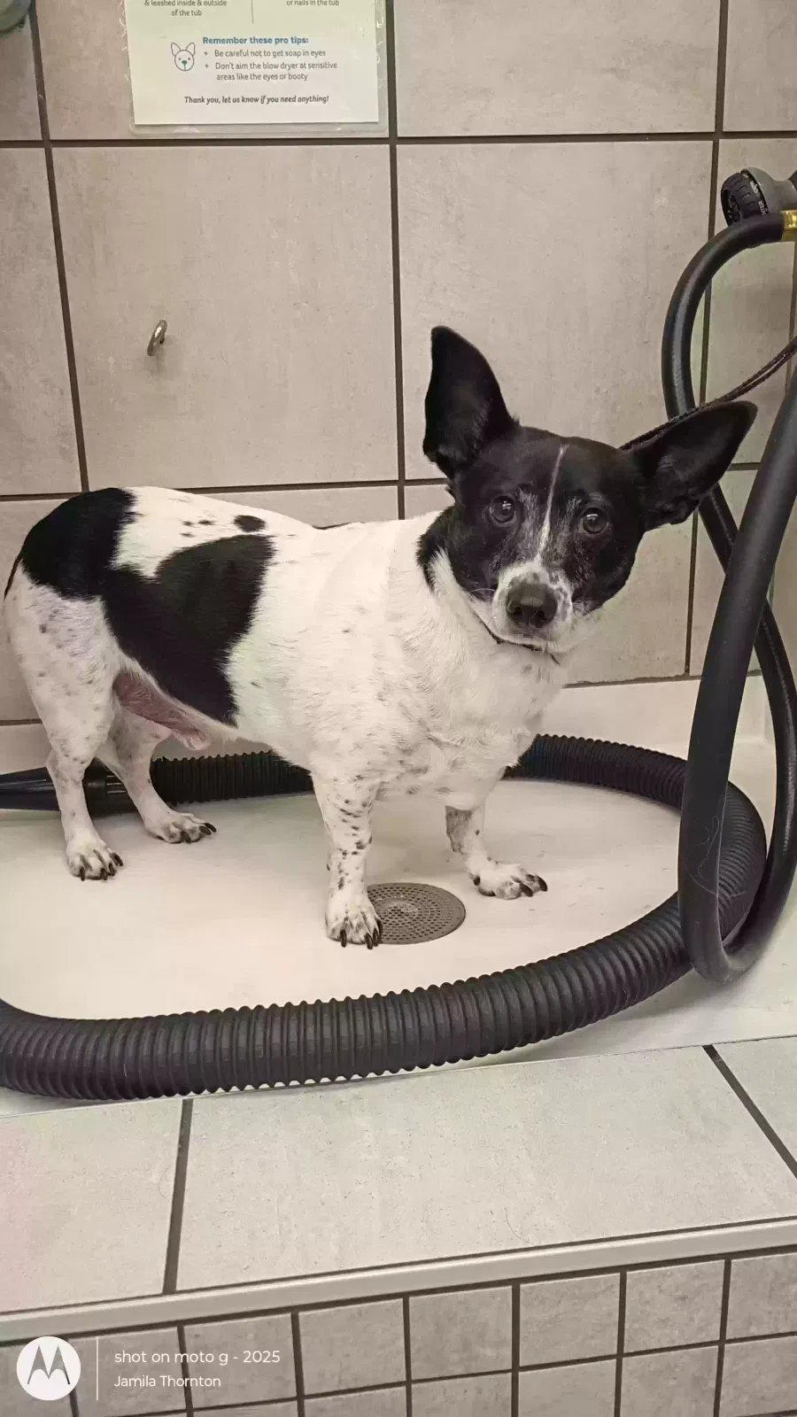 Spot, Unknown Dog for adoption in Dallas, TX, 75248