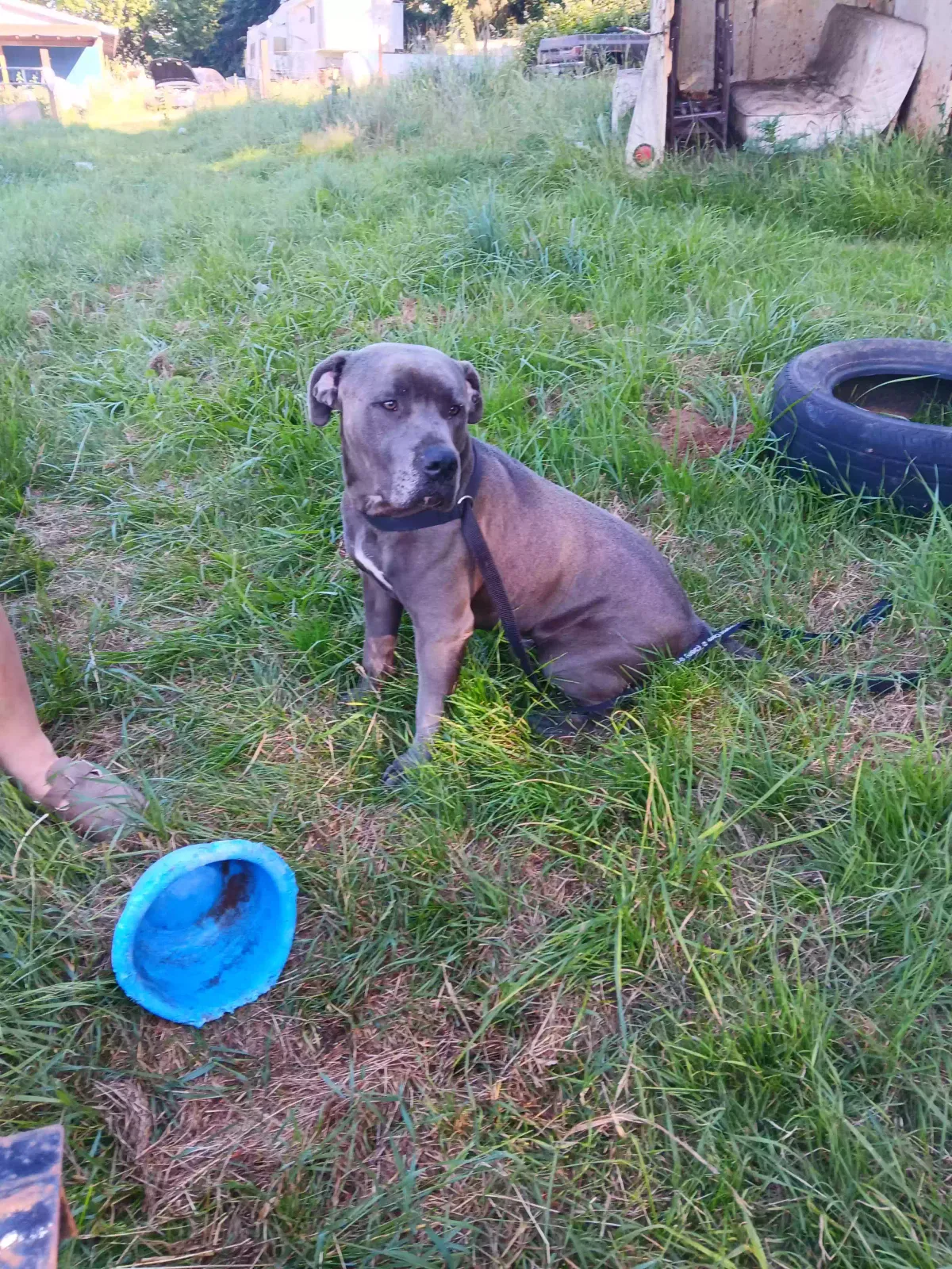 Dog, Mixed Dog for adoption in Chehalis, WA, 98532