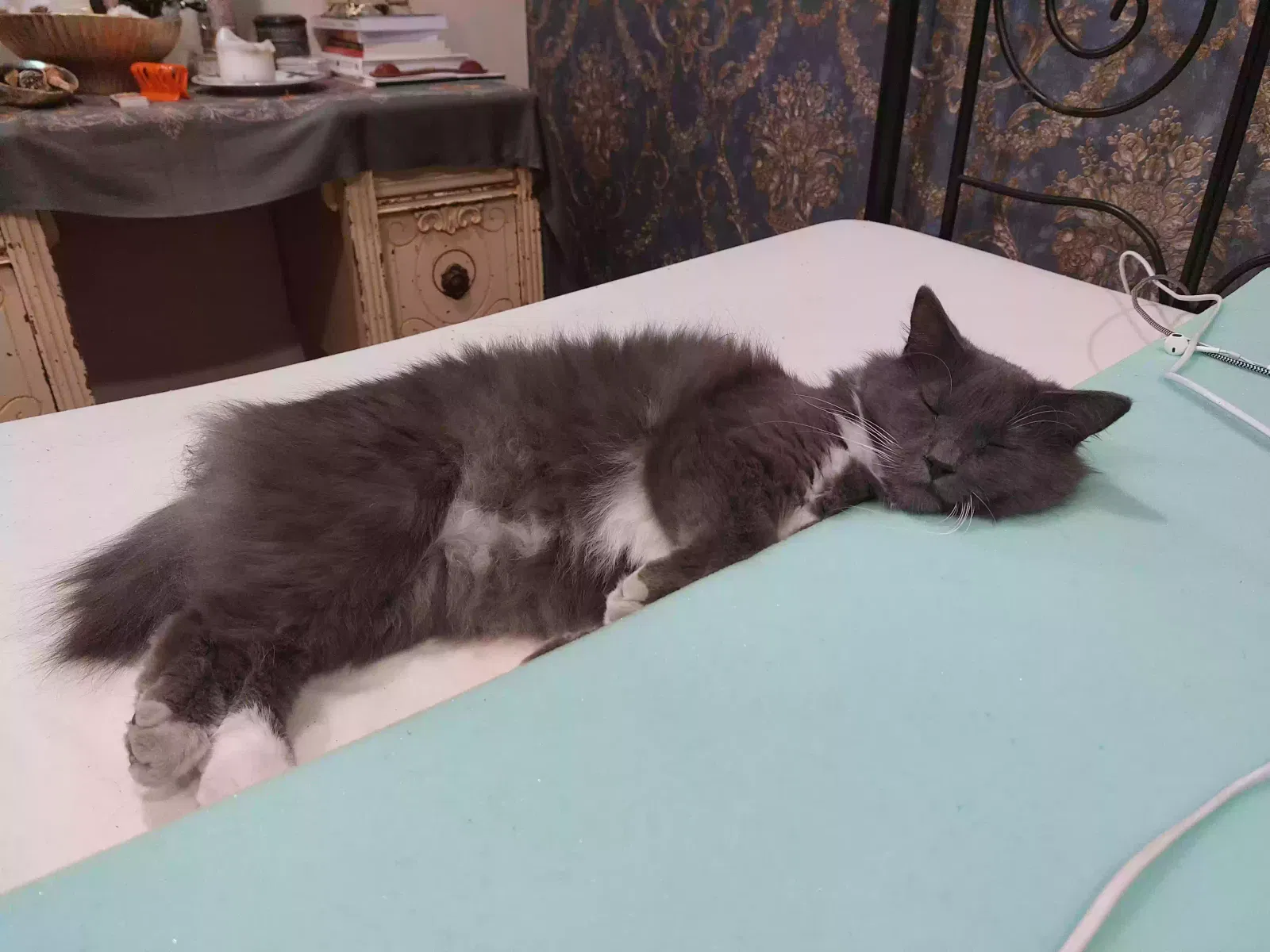 Kyng, Medium hair Cat for adoption in Lake Forest, CA, 92630