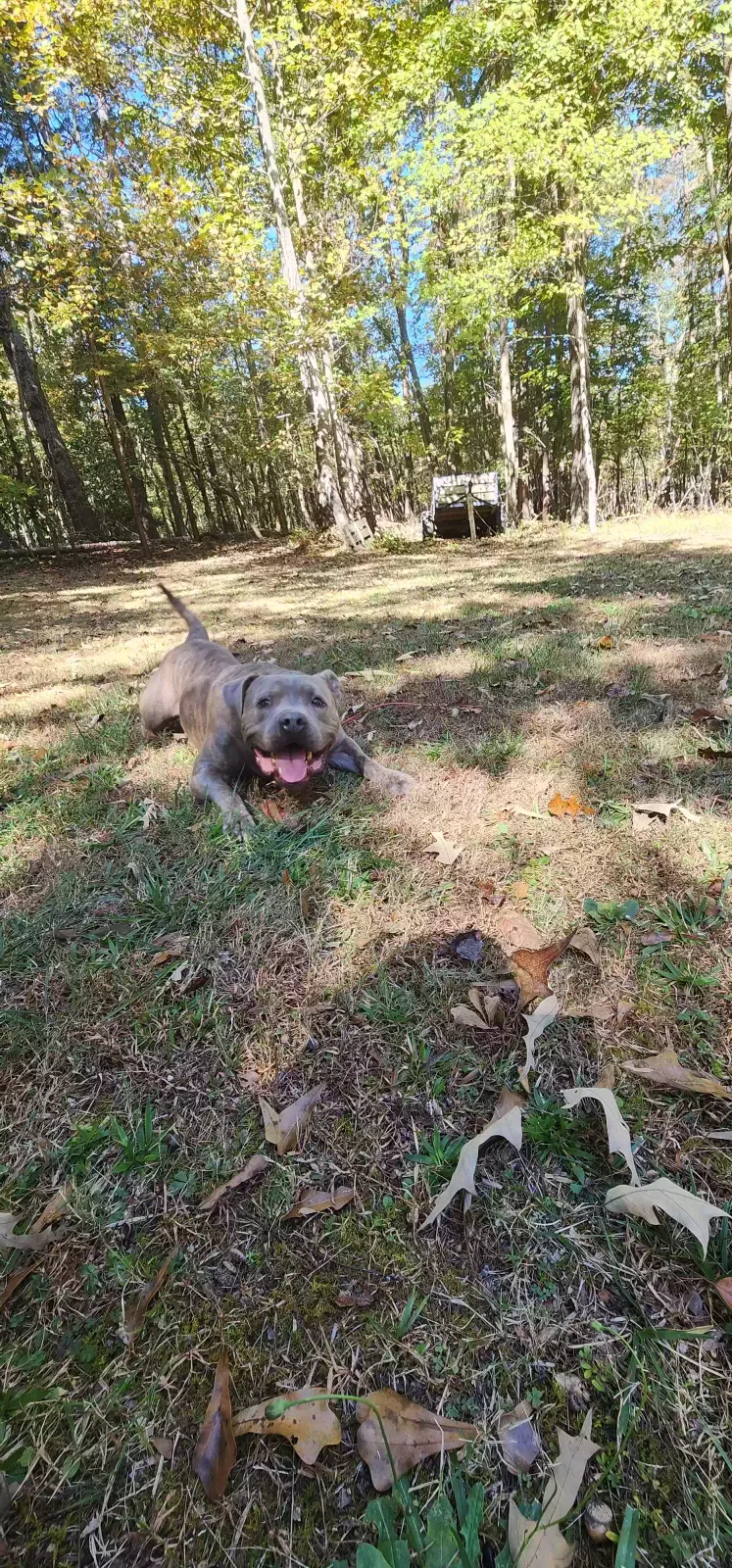 Duke, Unknown Dog for adoption in Gainesville, GA, 30501