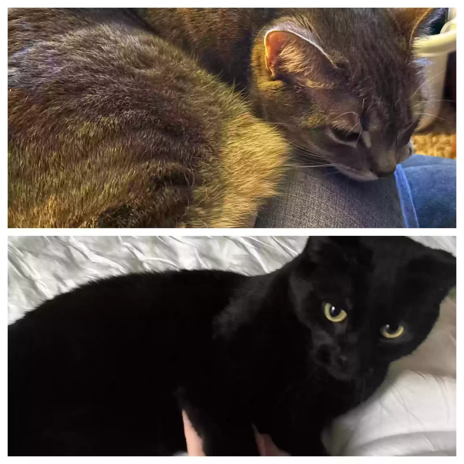Cat, Unknown Cat for adoption in Milford, OH, 45150