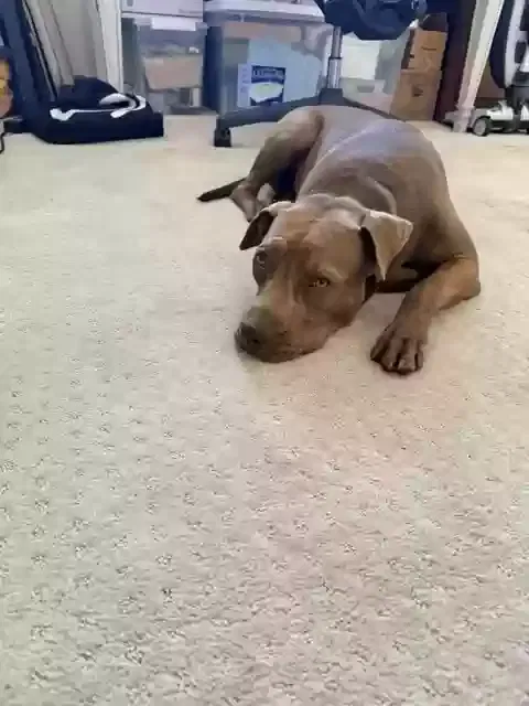 Rosie, pitbull/dobie mix Dog for adoption in Desert Hot Springs, CA, 92240