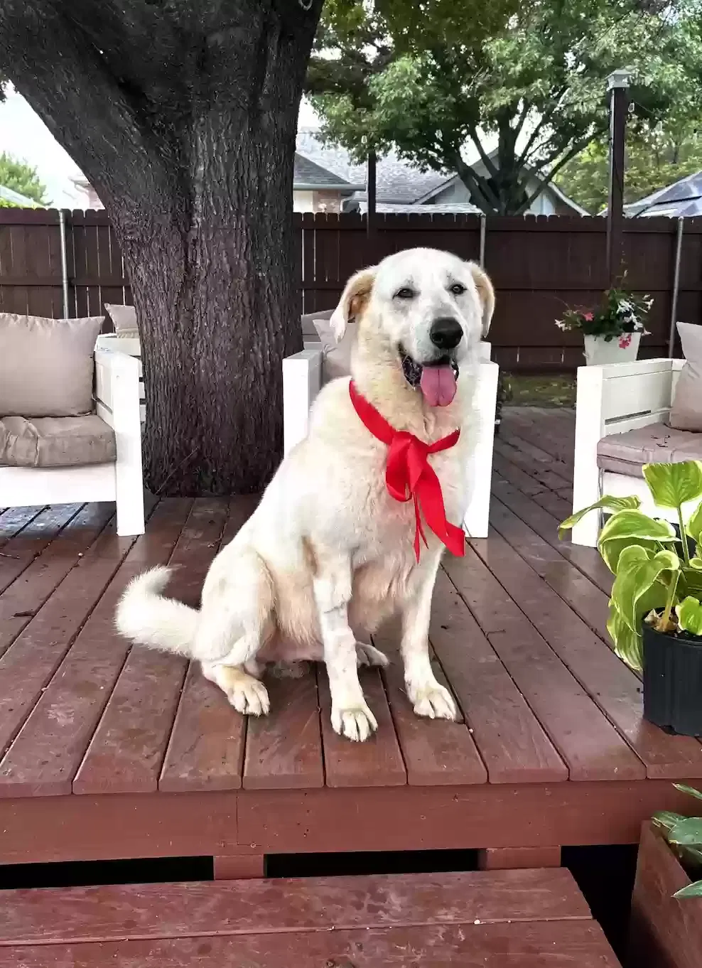Milo, Great Pyreness Dog for adoption in Mckinney, TX, 75070