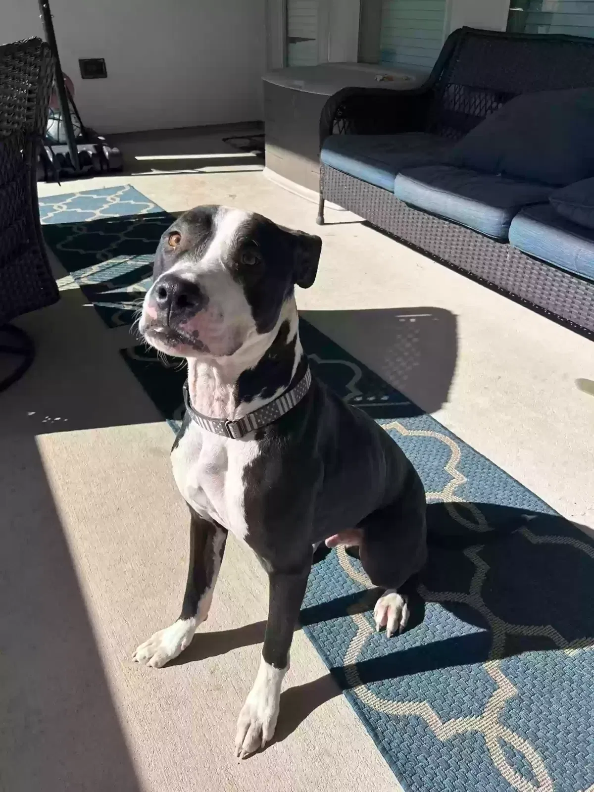 Rocky, American Pitbull / Great Dane Dog for adoption in Freeport, TX, 77541