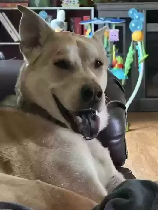 Biscuit, Husky Mix Dog for adoption in Fort Wayne, IN, 46804