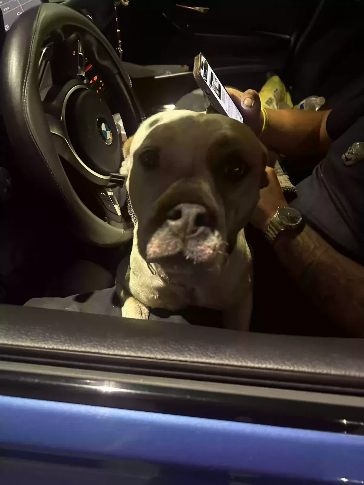 Dog, Pit bull Dog for adoption in Modesto, CA, 95355