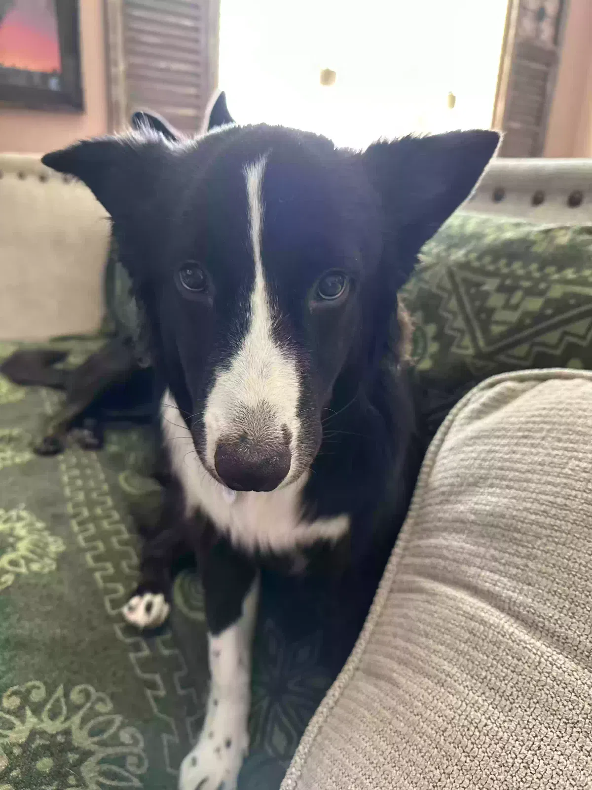 Jett, Border Collie Dog for adoption in Tucson, AZ, 85739