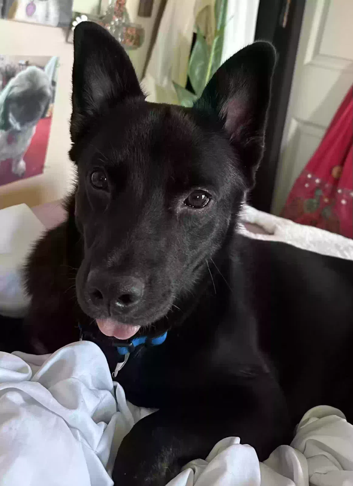 Comet, Australian Kelpie Dog for adoption in Tucson, AZ, 85739