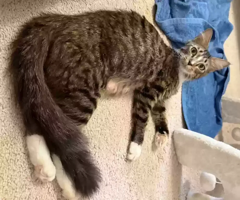Pretty, Brown Tabby, white boots Cat for adoption in Jacksonville, NC, 28546