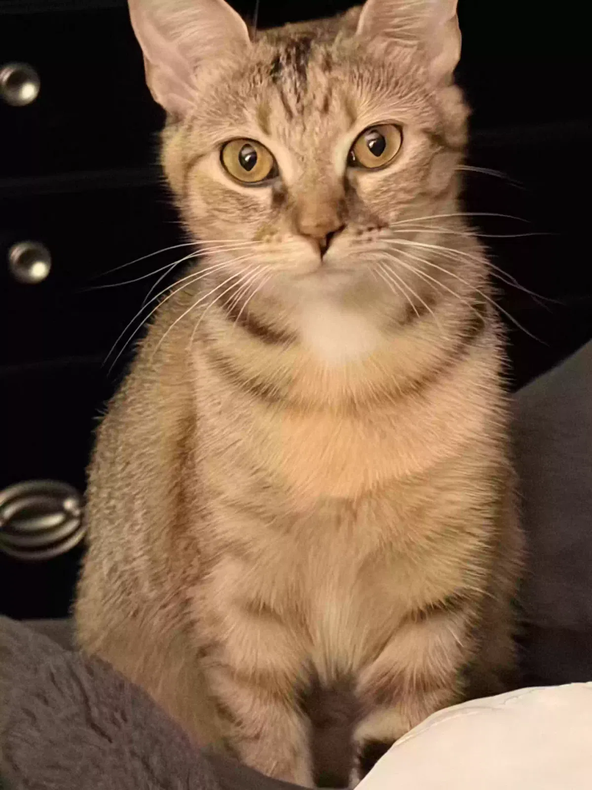 Cat, Unknown Cat for adoption in Stockbridge, GA, 30281