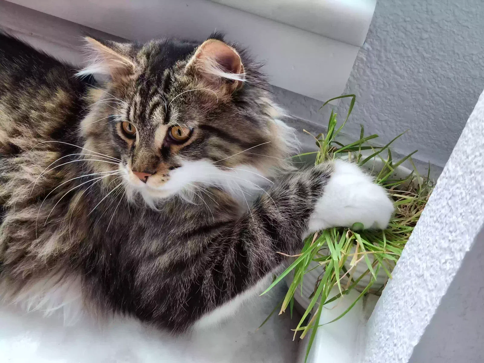 Leo, Maine Coon Cat for adoption in Alabaster, AL, 35007