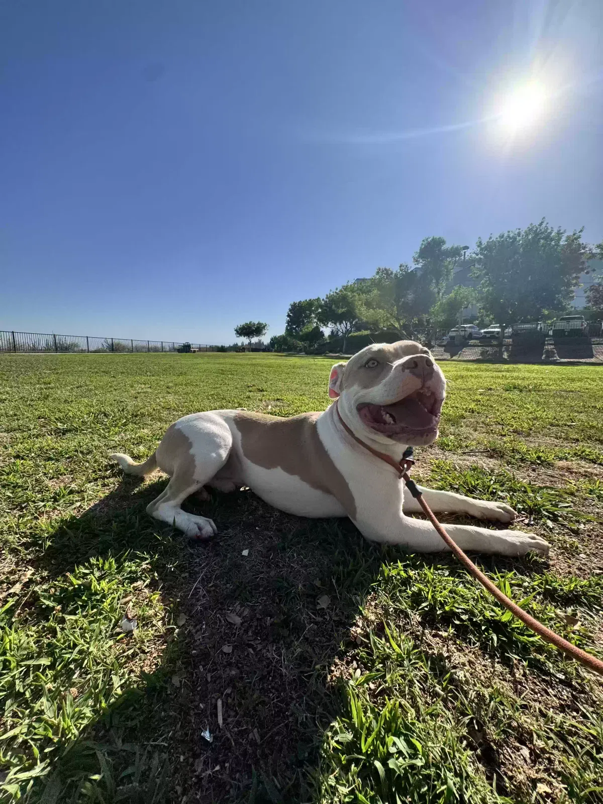 Zaphire, pitbull Dog for adoption in Gilroy, CA, 95020