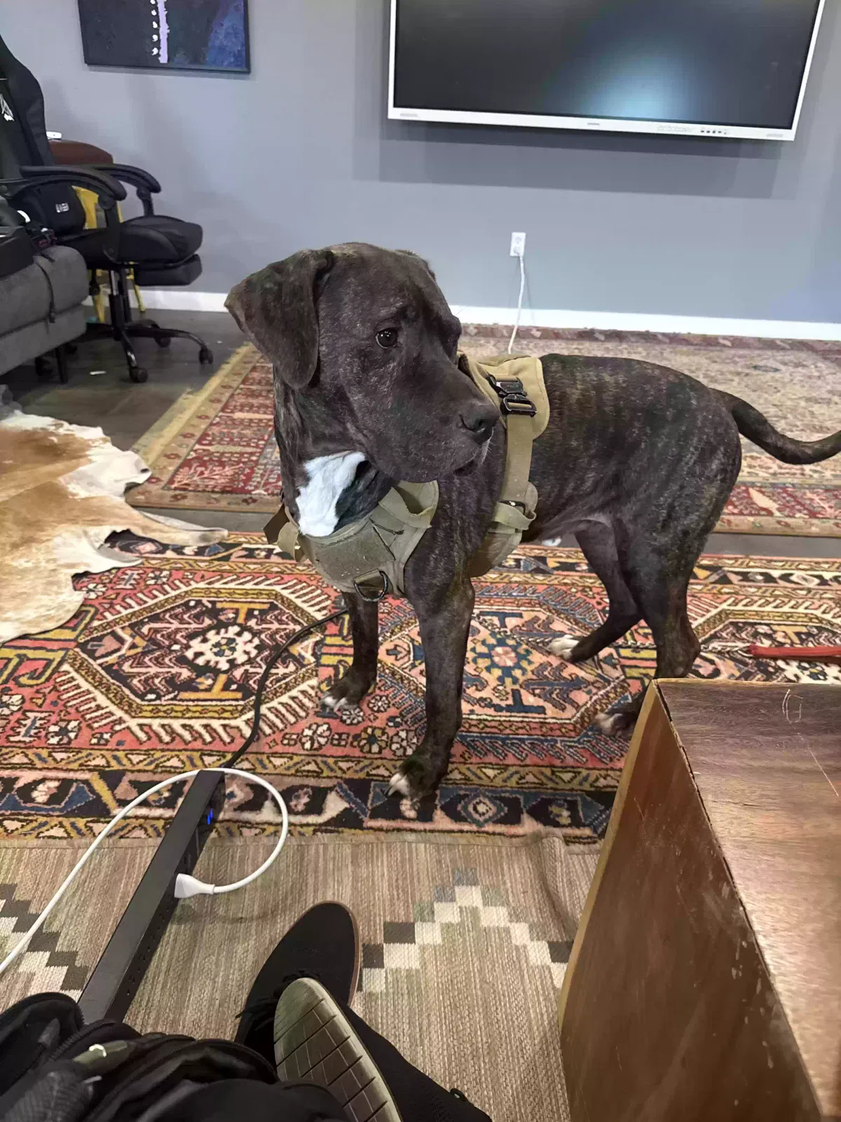 Parker, Great Pyronise, German Shepherd, Brindle Pit mix Dog for adoption in Wimberley, TX, 78676