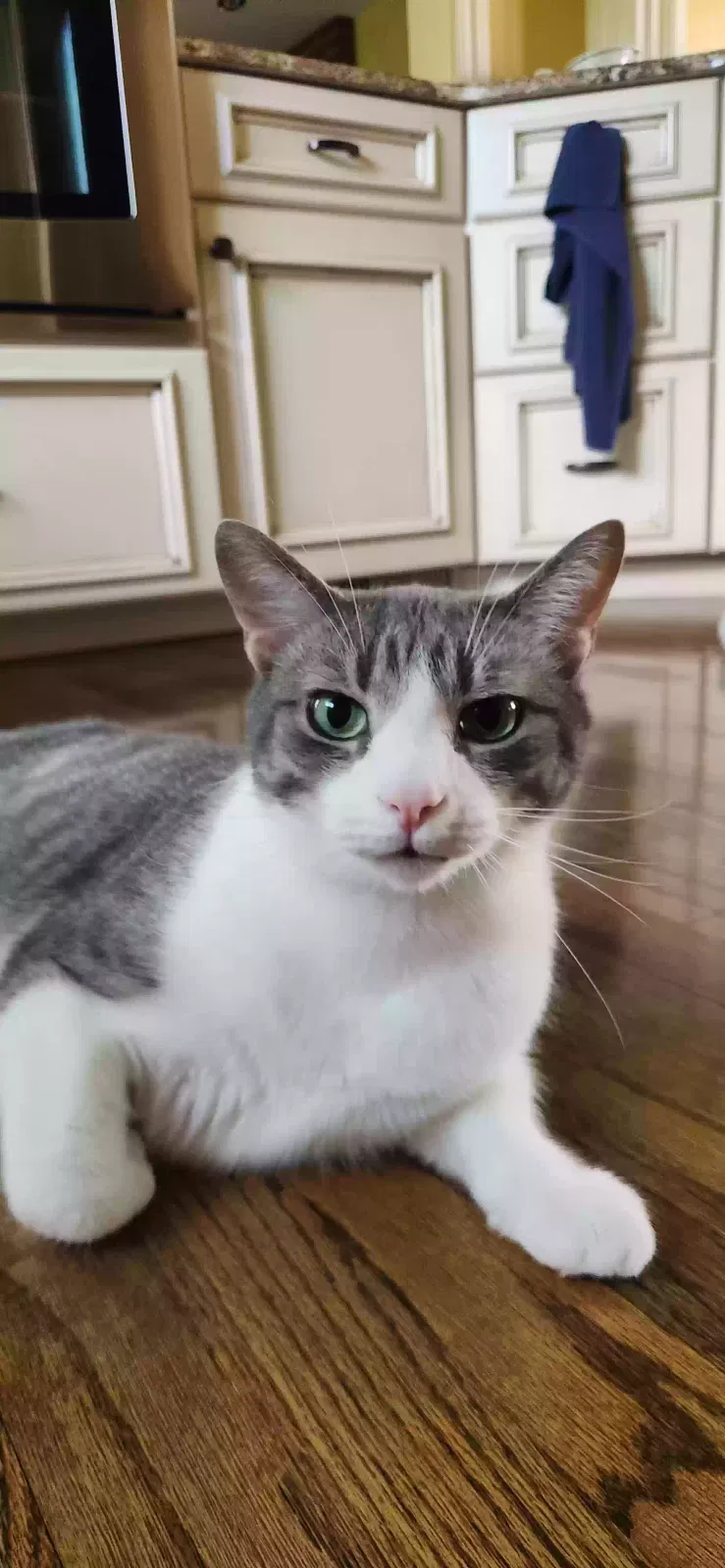 Andy, Domestic Shorthair Cat for adoption in Apple Creek, OH, 44606