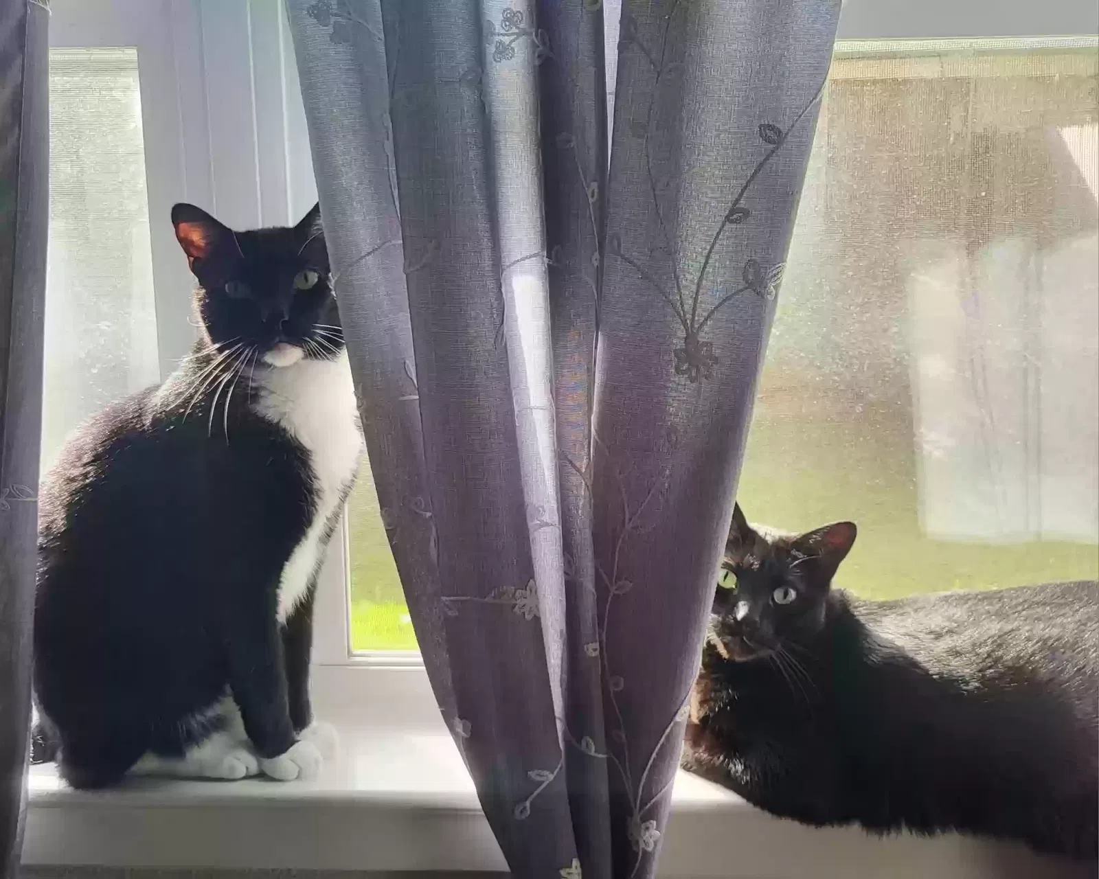Ninja & Loki, Domestic Shorthairs Cat for adoption in Kilgore, TX, 75662