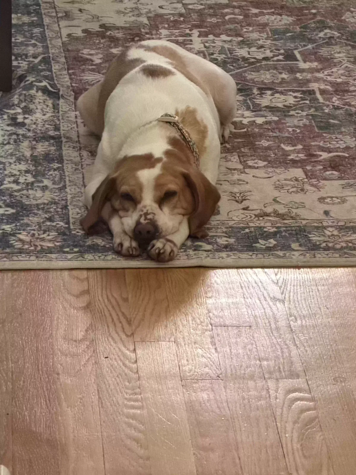 lola, Beagle Dog for adoption in Parkville, MD, 21234