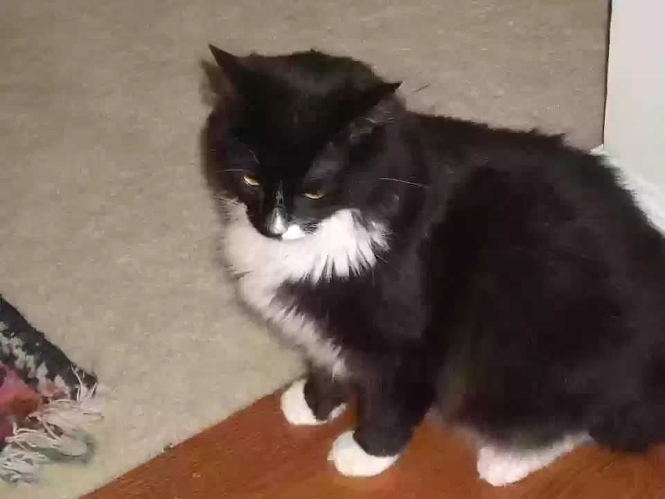Missy, domestic medium long hair Cat for adoption in Grayson, GA, 30017