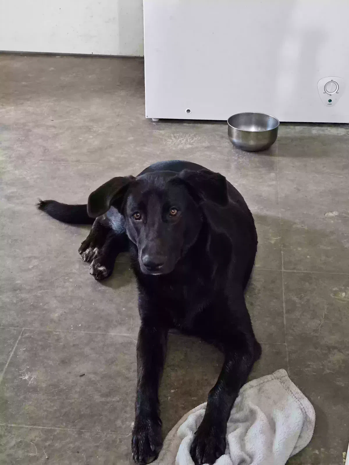 Michelle, Half German Shepherd, N/A Dog for adoption in Beebe, AR, 72012