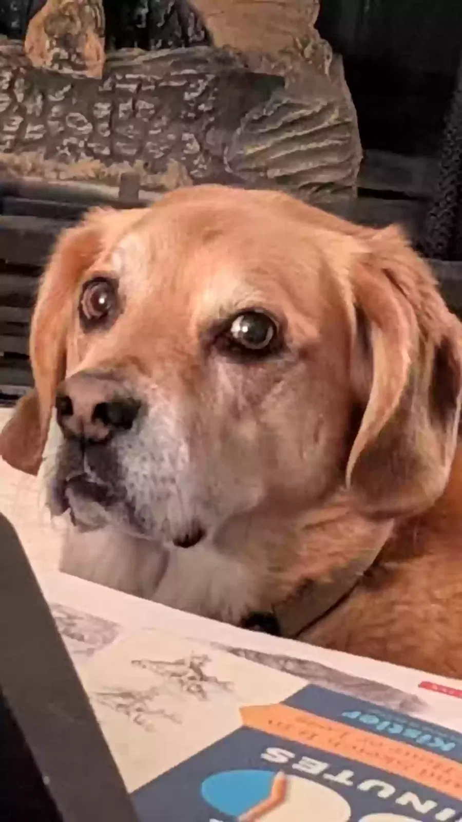 Rocket, Beagle/Puggle Dog for adoption in Raleigh, NC, 27613