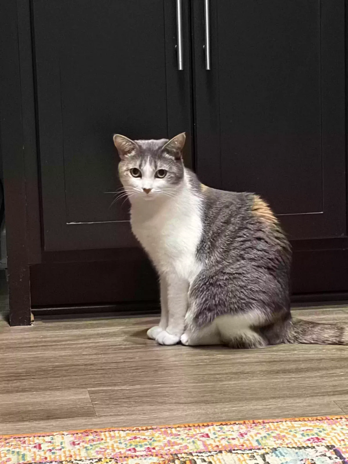 Cat, Domestic Medium Hair Cat for adoption in Kennesaw, GA, 30144