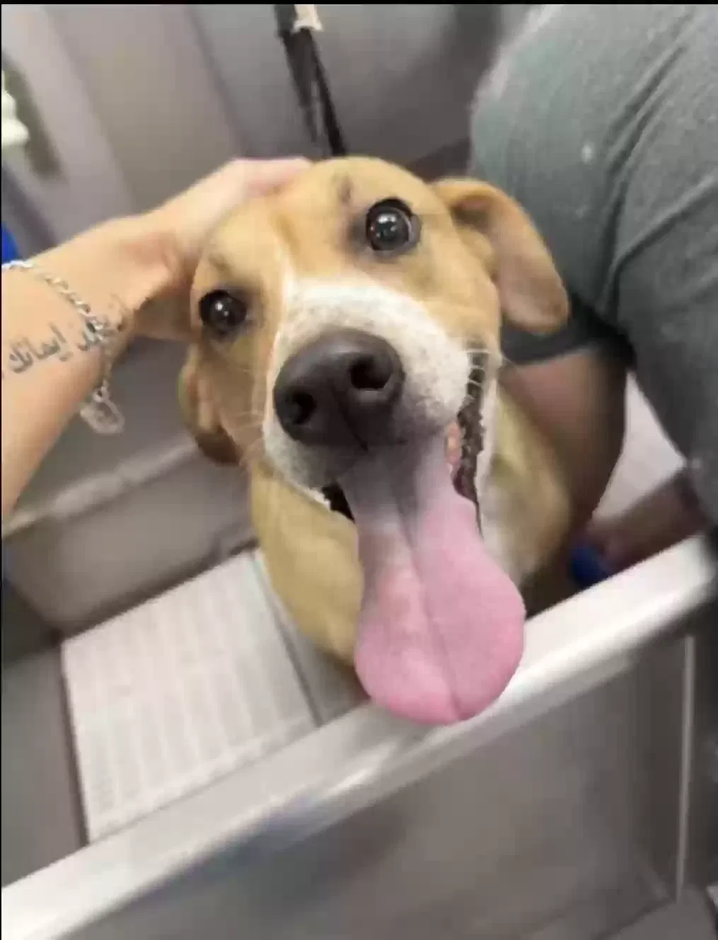 Sunny, Black mouth cur mixed Dog for adoption in Spring, TX, 77381