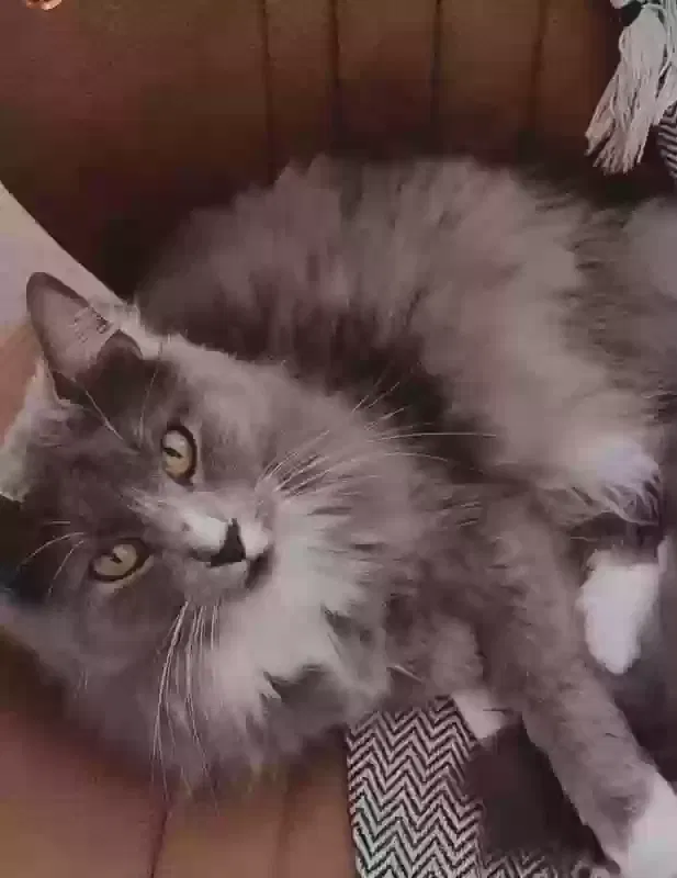 Cat, Longhair Cat for adoption in Decatur, GA, 30032
