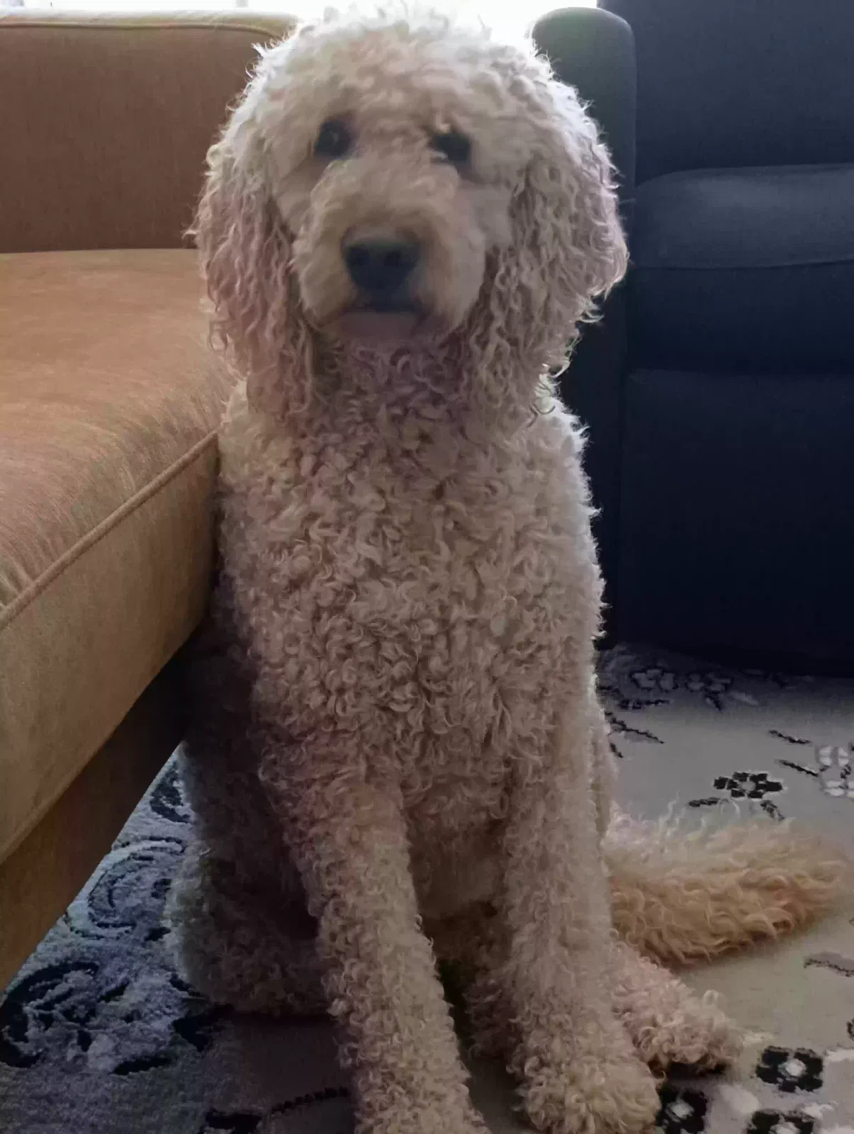 Molly, Golden doodle Dog for adoption in Jenks, OK, 74037