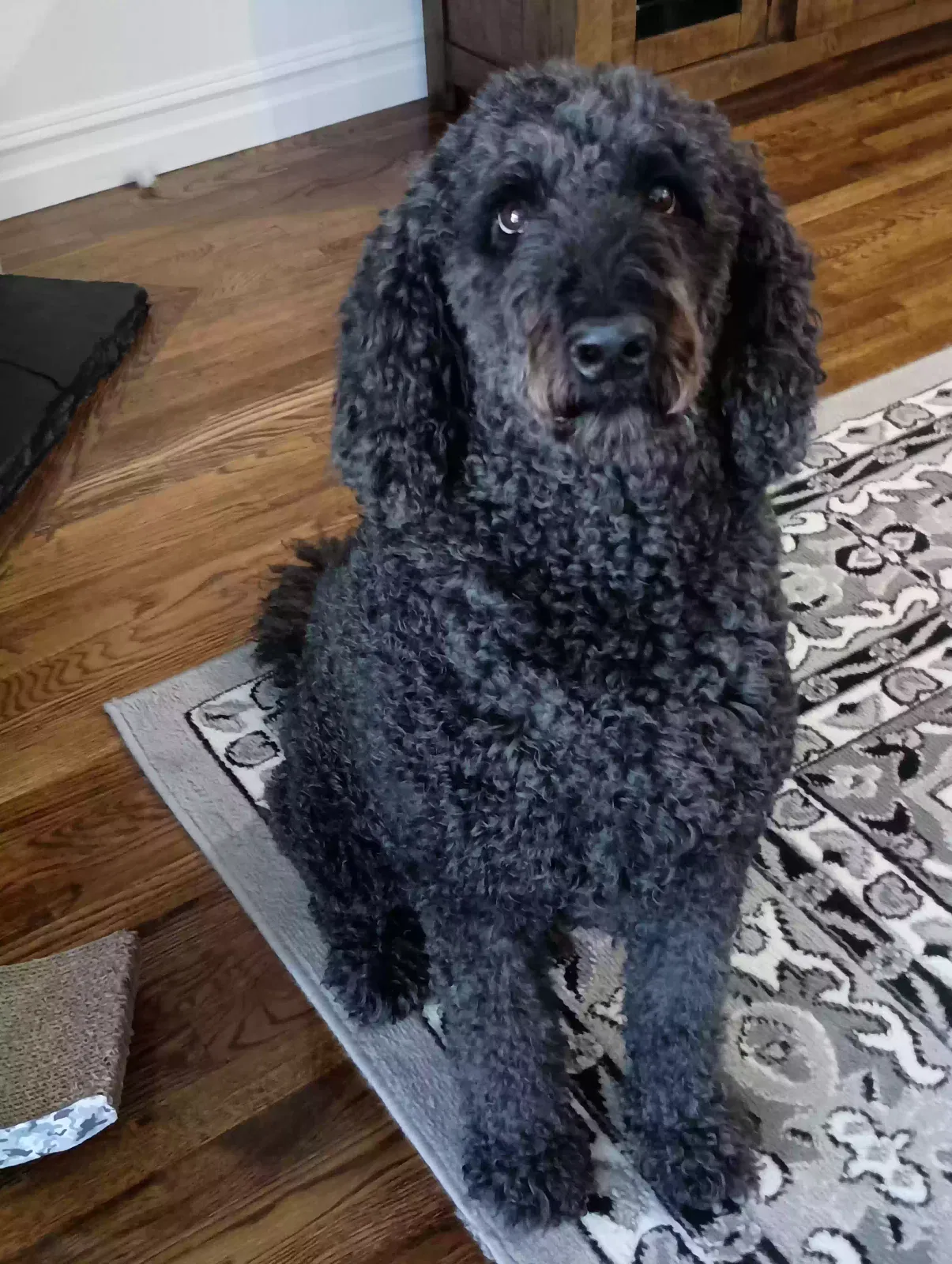 Dog, Golden doodle Dog for adoption in Jenks, OK, 74037
