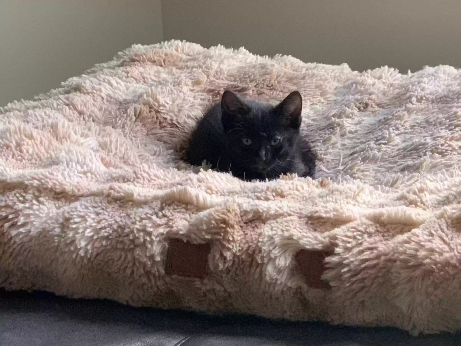 I have stray kittens, unknown Cat for adoption in Charlotte, NC, 28226