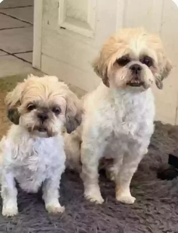 Stormy (male) Summer (female), Shih Tzu Dog for adoption in Cathedral City, CA, 92234