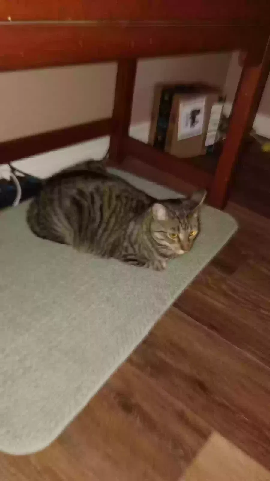 Cat, common housecat Cat for adoption in Melbourne, FL, 32935