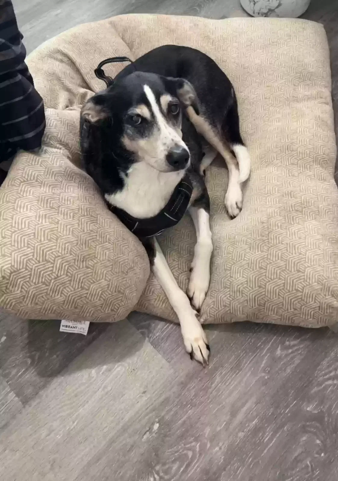 Scar, Treeing Walker Coonhound Dog for adoption in Atlanta, GA, 30349