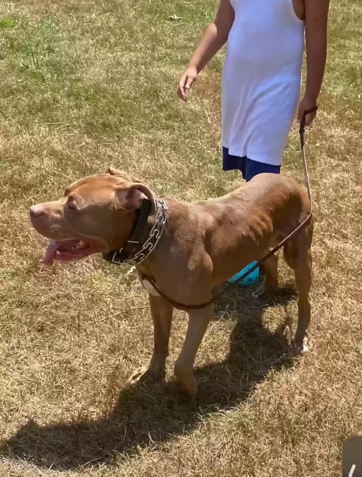 Capo, American Bully Dog for adoption in Hartford, CT, 6105