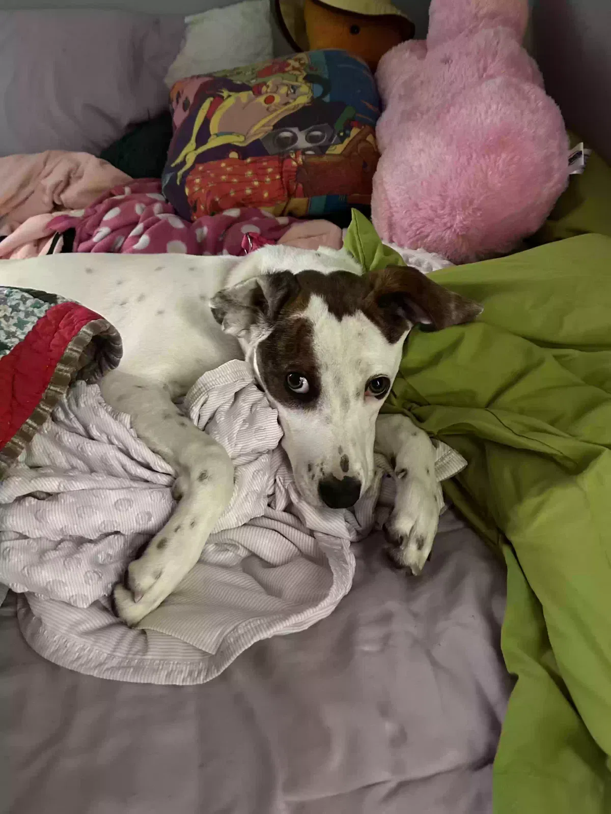 Harley, Pointer mix Dog for adoption in Fayetteville, NC, 28312