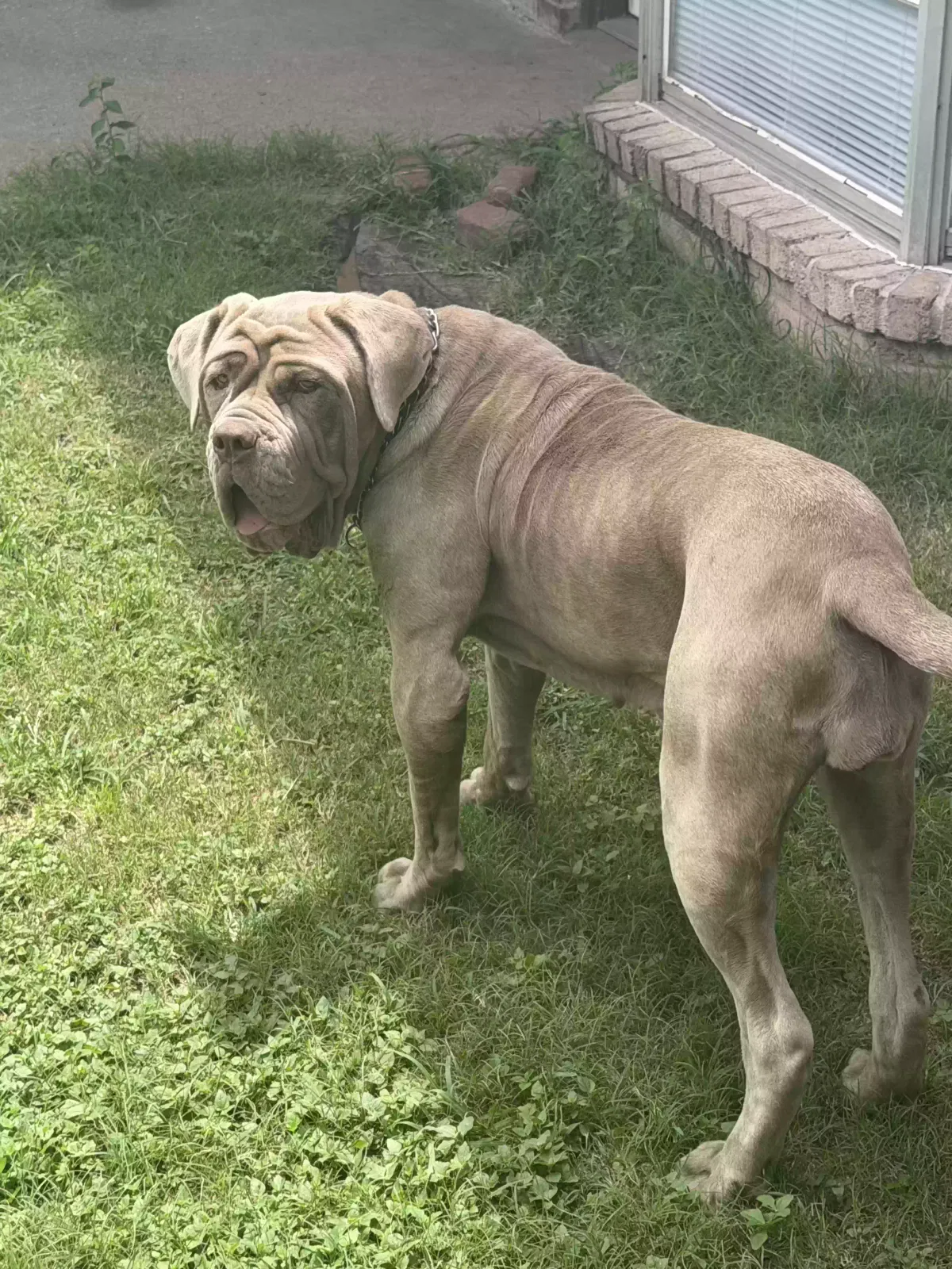 Dog, Napoleon mastiff Dog for adoption in Spring, TX, 77379