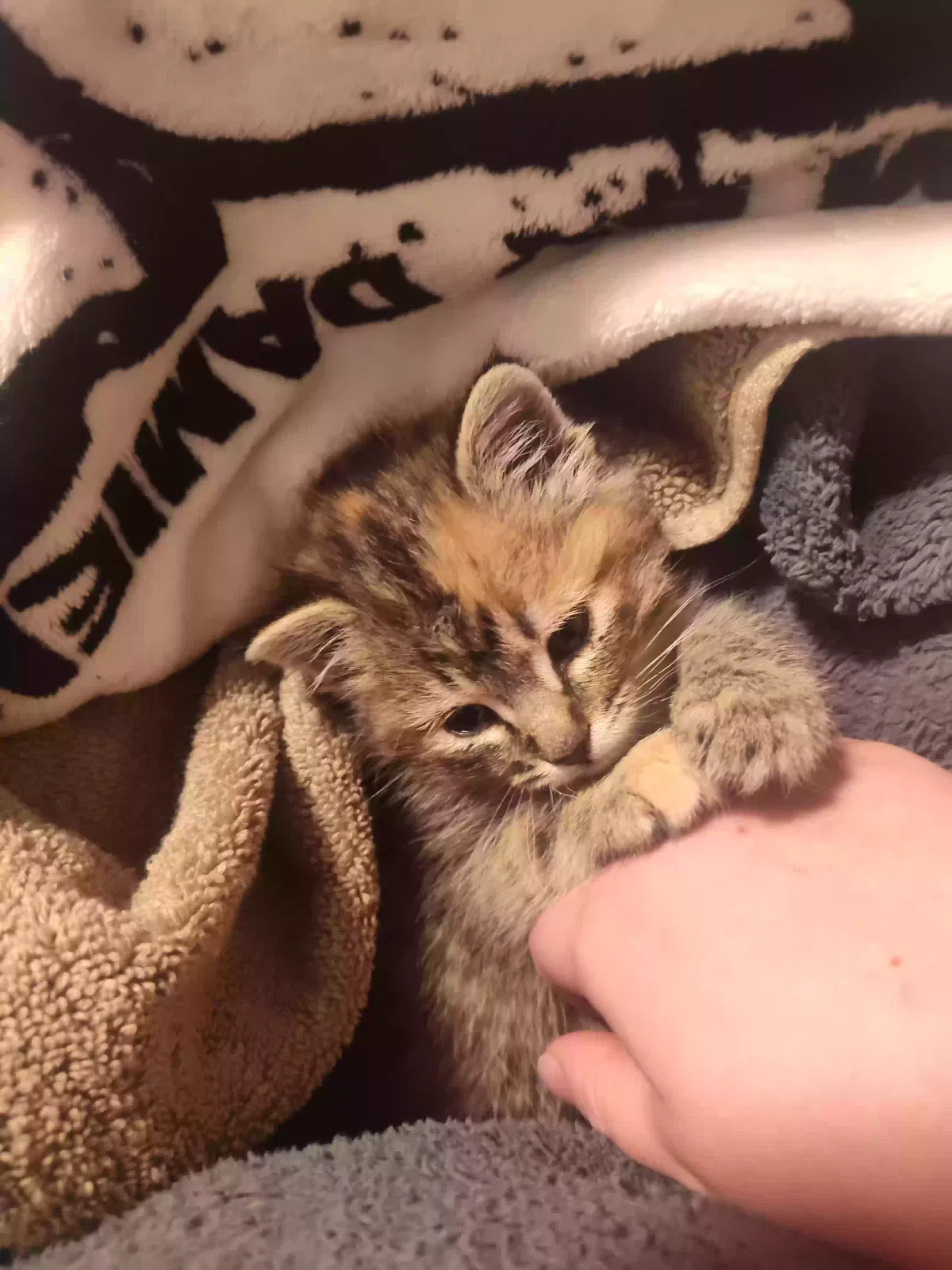 Hazel, Unknown Cat for adoption in Nampa, ID, 83686
