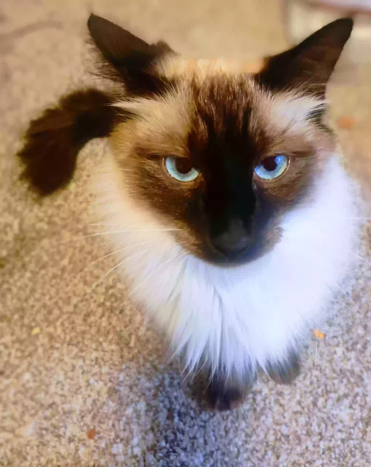 Cat, Siamese lynx Cat for adoption in Nampa, ID, 83686