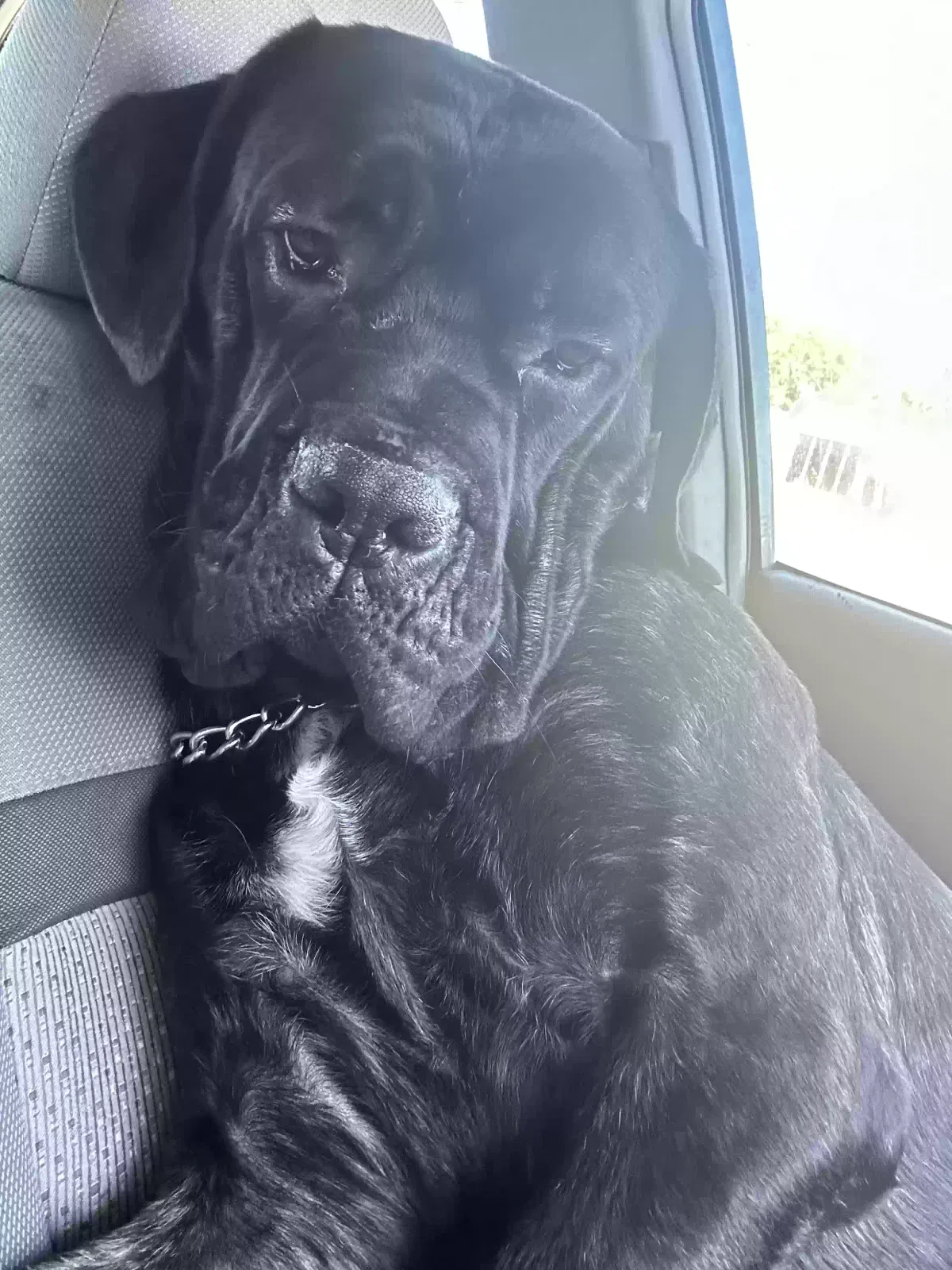 Fez, Cane corso Dog for adoption in Tallahassee, FL, 32304