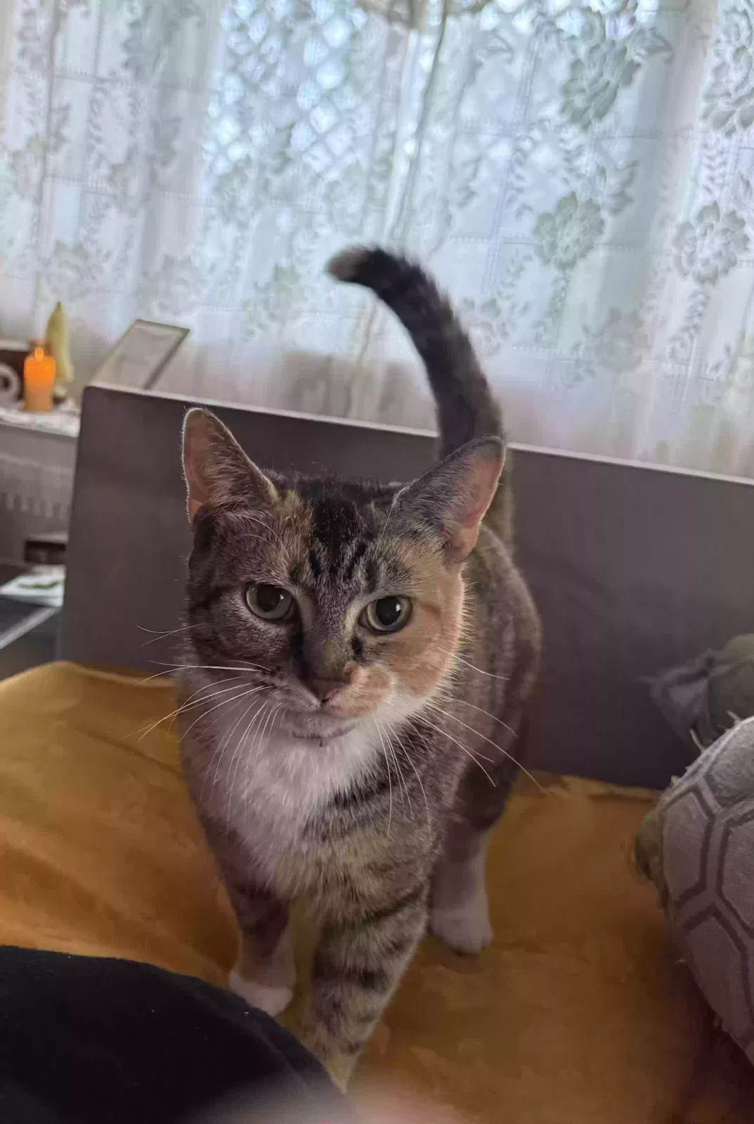 Cat, Unknown Cat for adoption in Revloc, PA, 15948