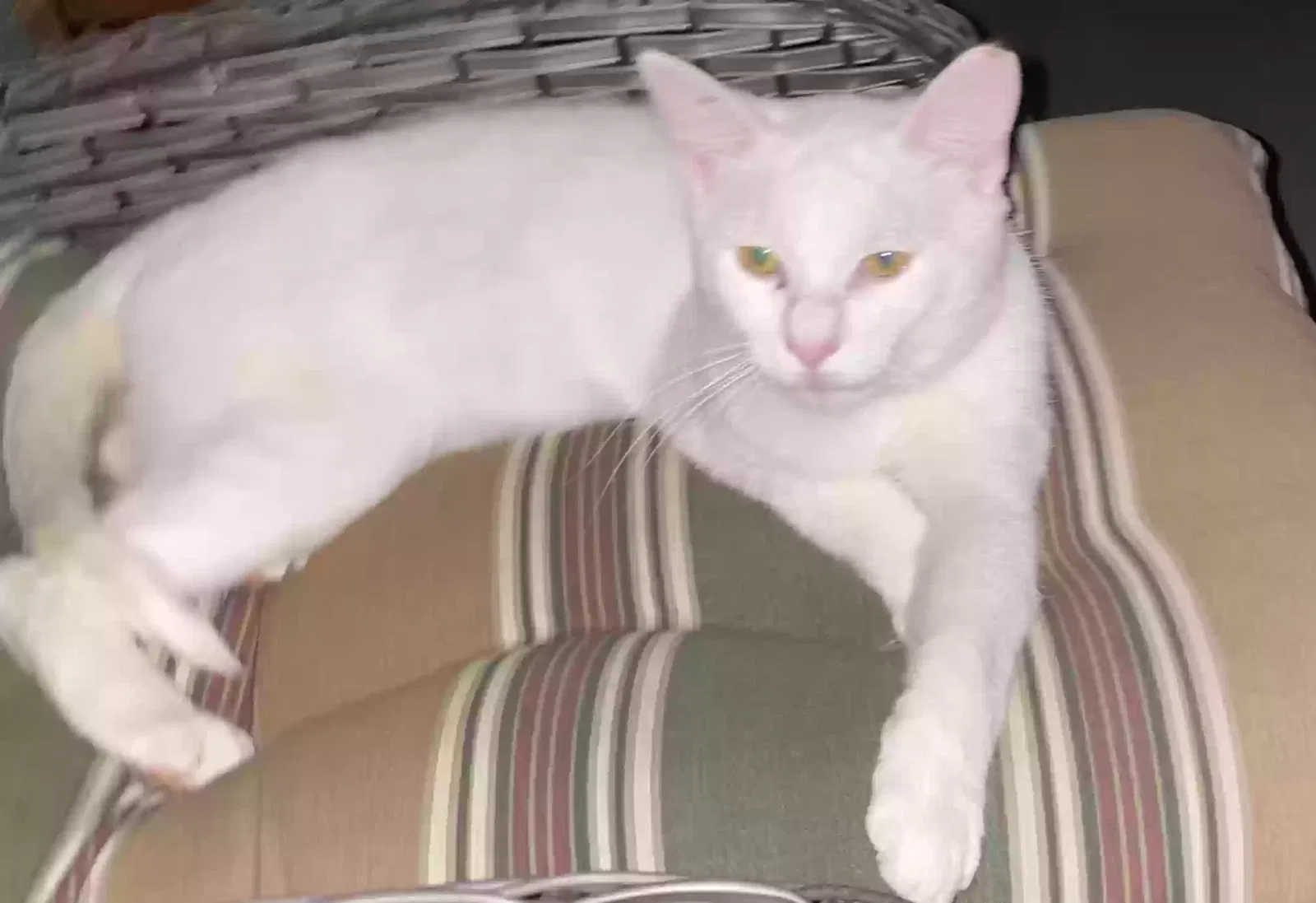 Cat, Unknown Cat for adoption in Roanoke, VA, 24014