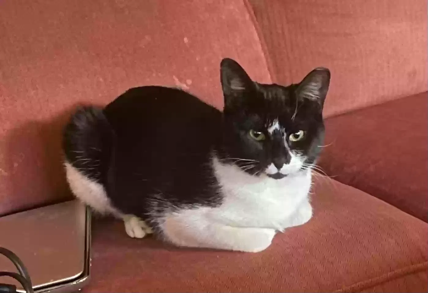 Cloak, Unknown Cat for adoption in Roanoke, VA, 24014